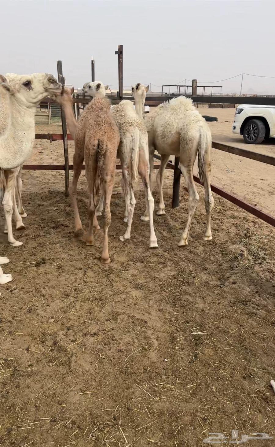 15 sheep in Basheh64229104972802112