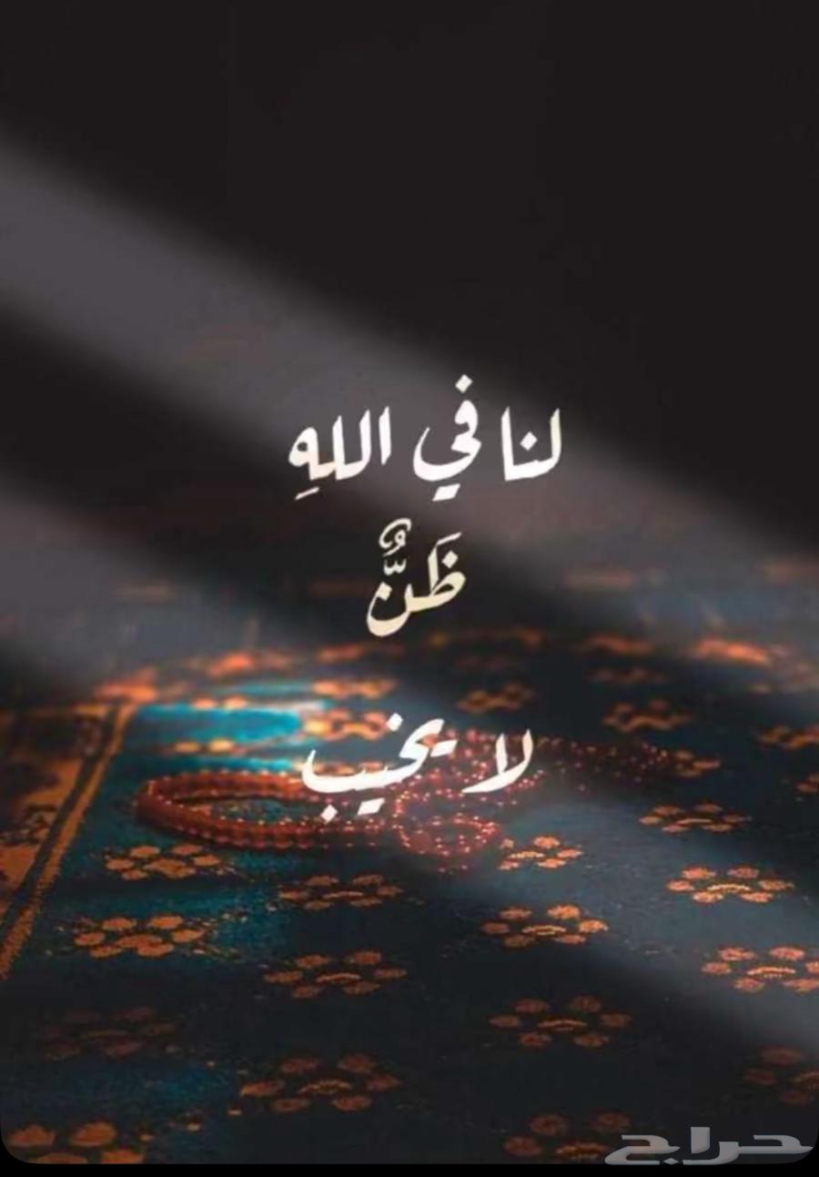 خلاياء نحل بلدي العدد 3464220458541955110