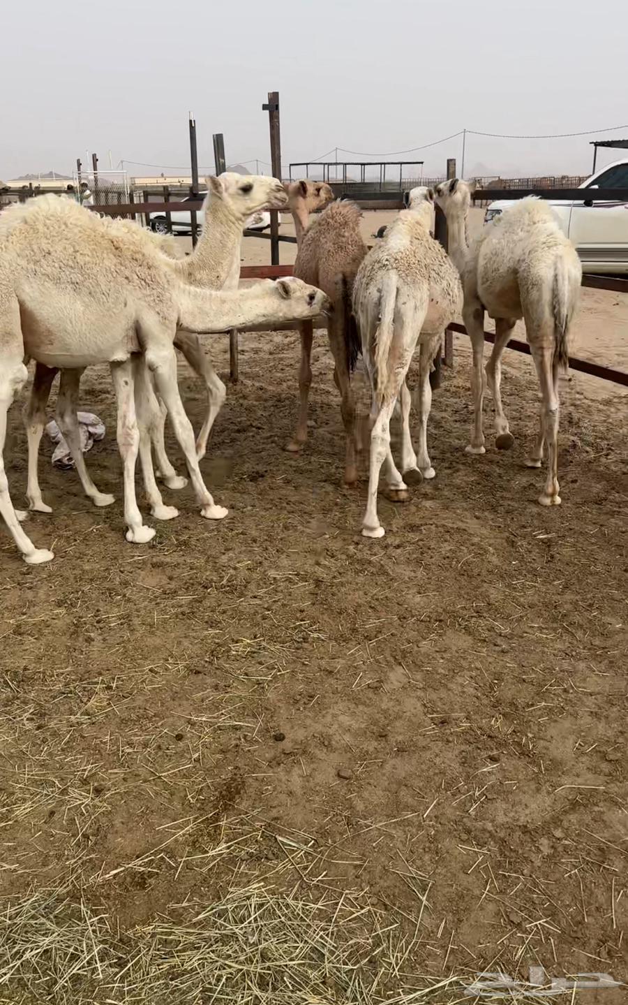 15 sheep in Basheh64229104972802110