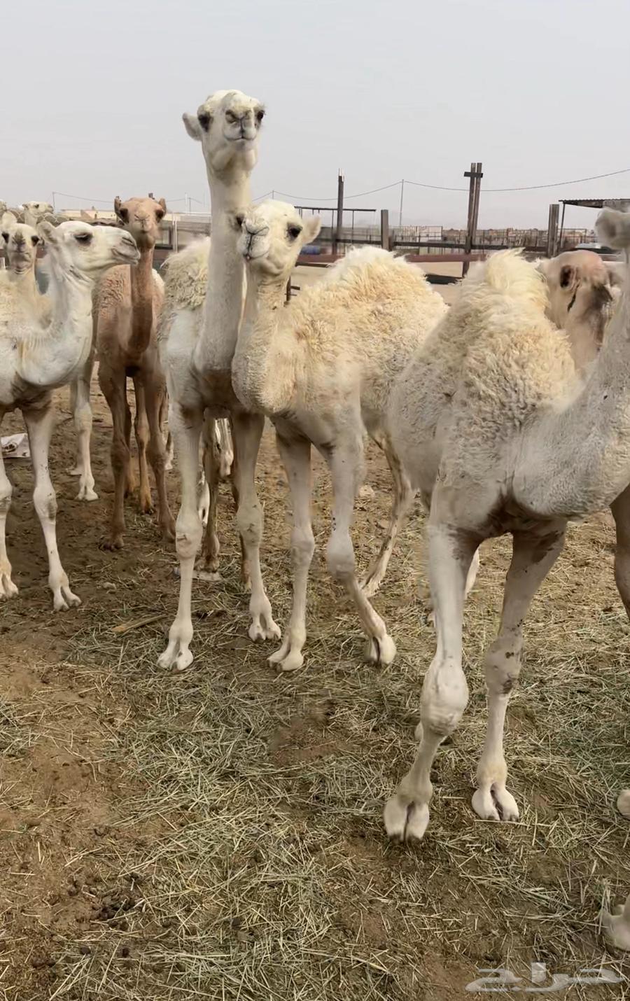 15 sheep in Basheh64229104972802111