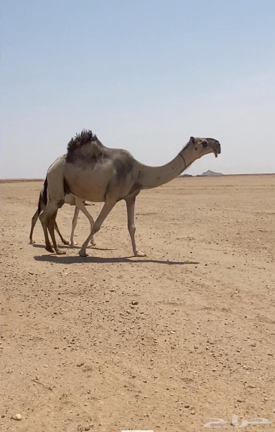 للبيع عشرا حدرها قعود64214710548738110