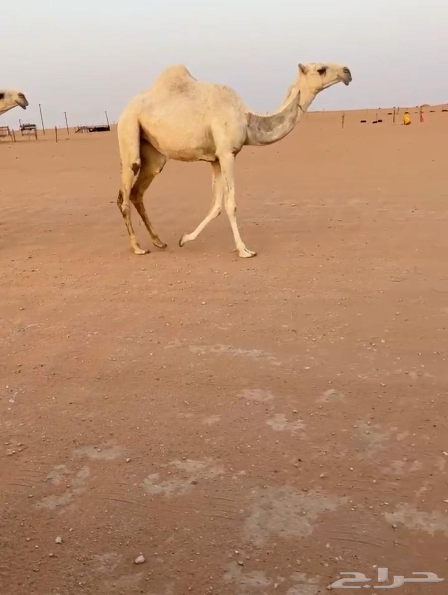 للبيع بكار وضح ثنتين64227178773378110