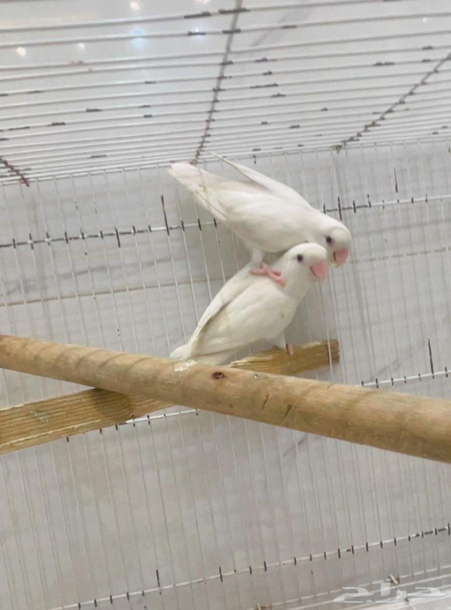 روز البينو للبيع64230998612354113