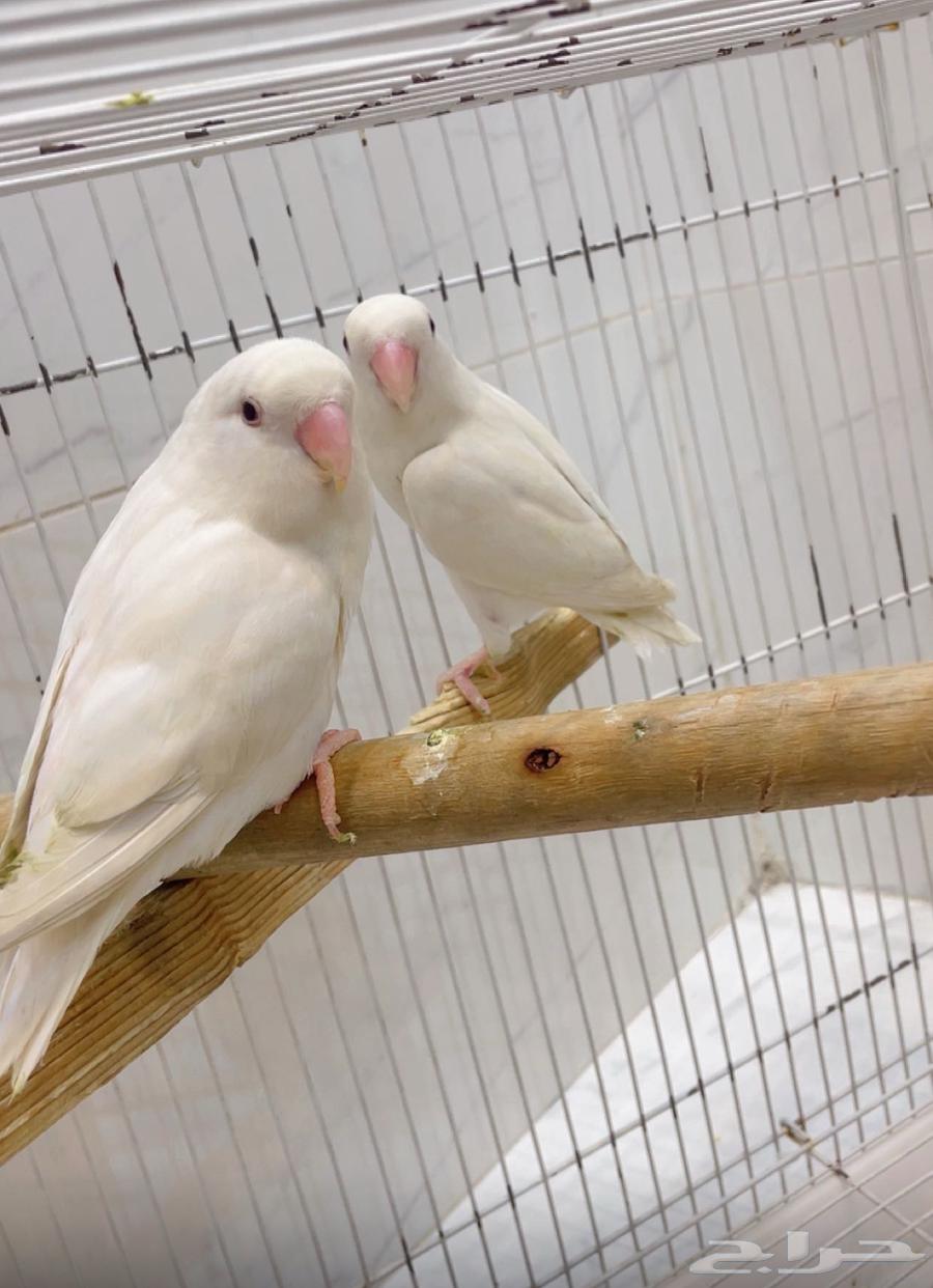 روز البينو للبيع64230998612354111