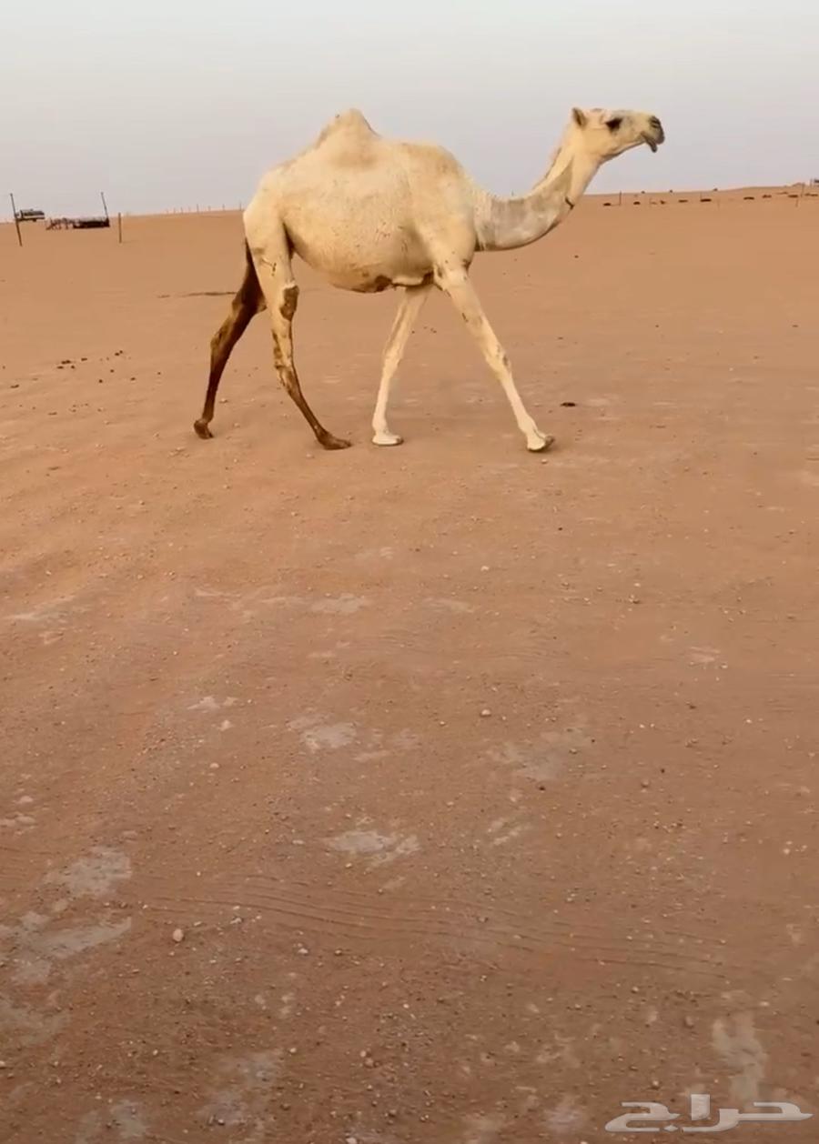 للبيع بكار وضح ثنتين64227178773378111