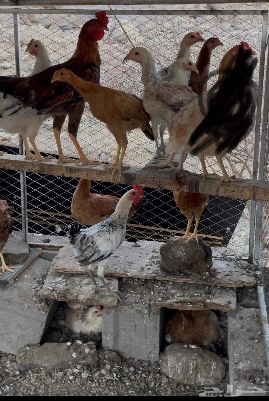 خيبر الجنوب64242456185345110