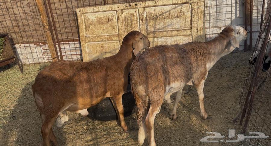 للبيع خرفان سواكن مقفله شحم64218203235587110