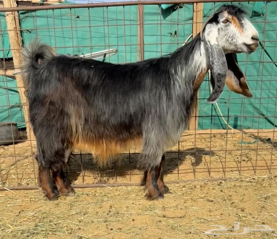 للبيع معزاااء عوارض مقاني طيبه64223966486017110