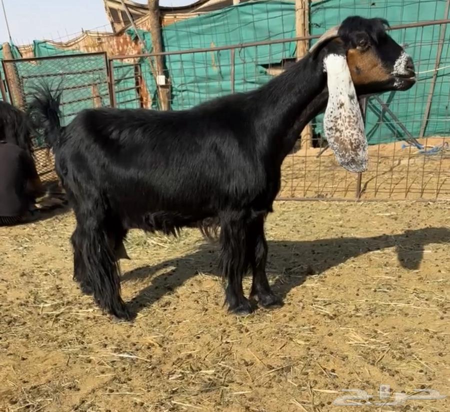 للبيع معزاااء عوارض مقاني طيبه64223966486017111