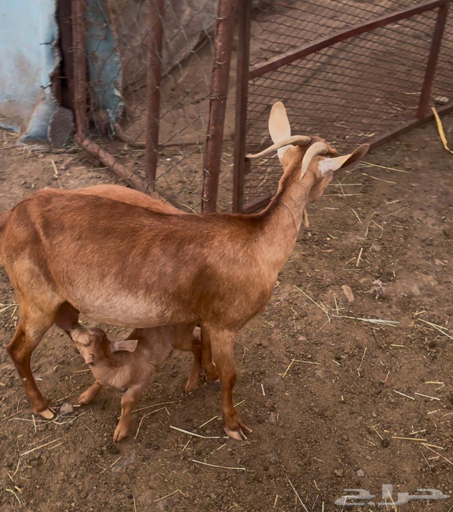 عنز يتبعها تيس64229794491521110