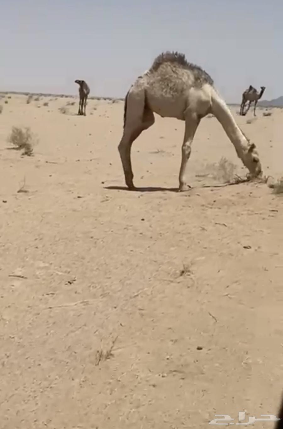 مفاريد وحيران طيبه64220860310273112