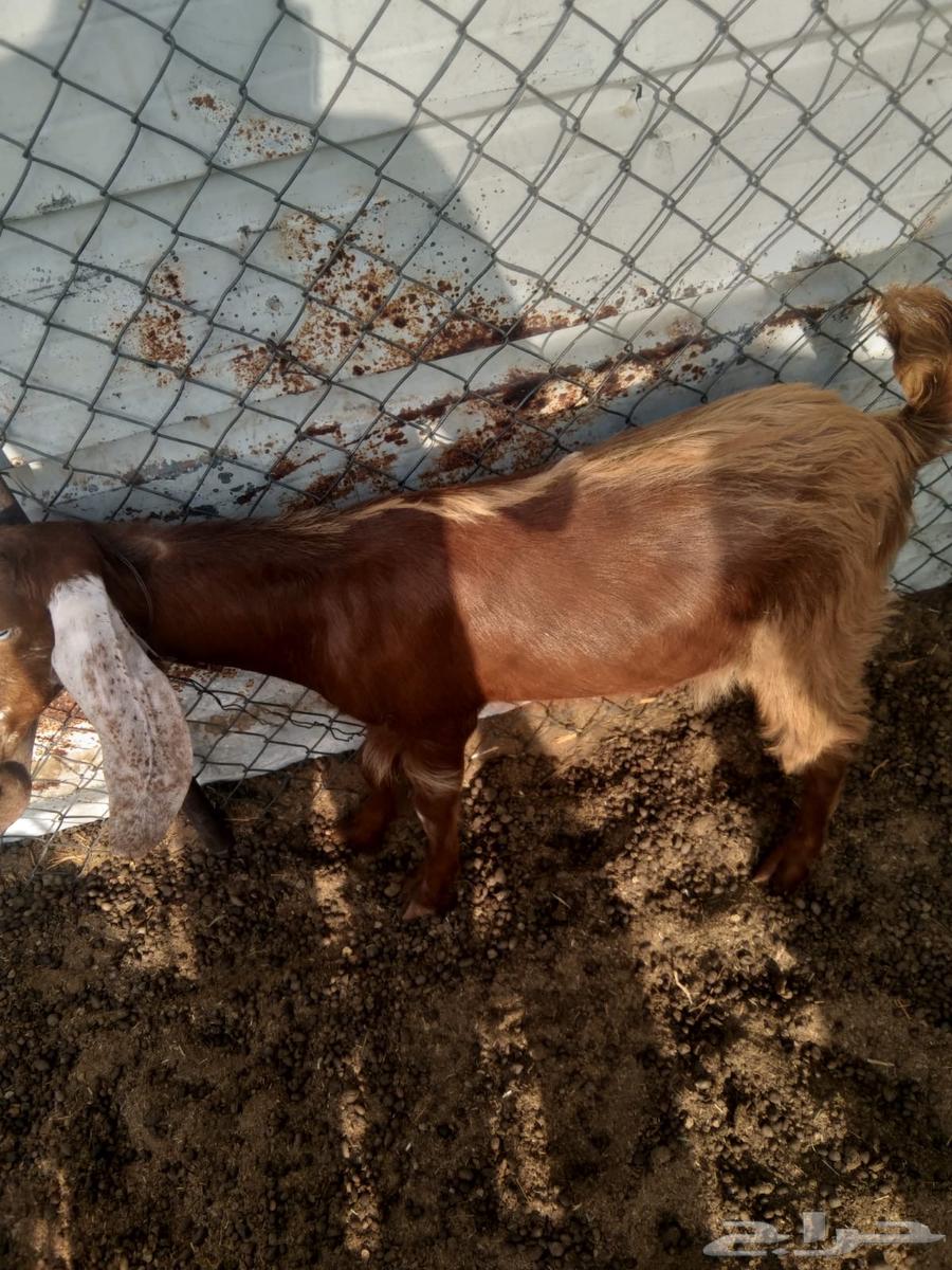 تيس للبيع عمره ست شهور رقم التواصل64220050528514111