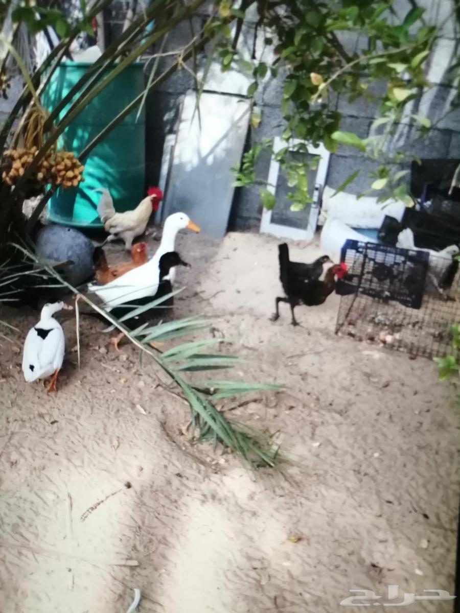 للبيع دجاج وثلاثا بط بكيني64217770159361111