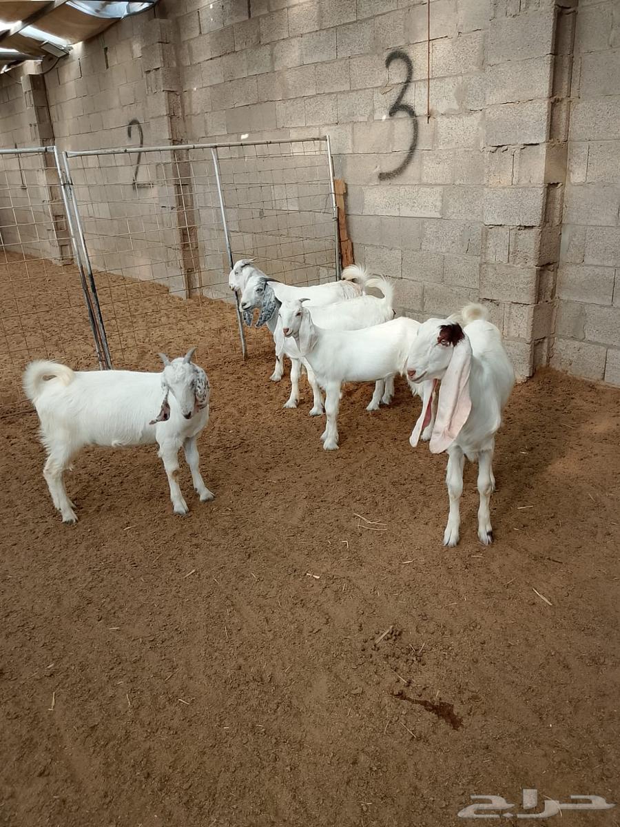 ( تم البيع ) جفار ضرايب صنف64229935145857111