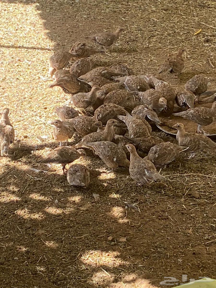 قطا للبيع 100 جوز64220471006211110