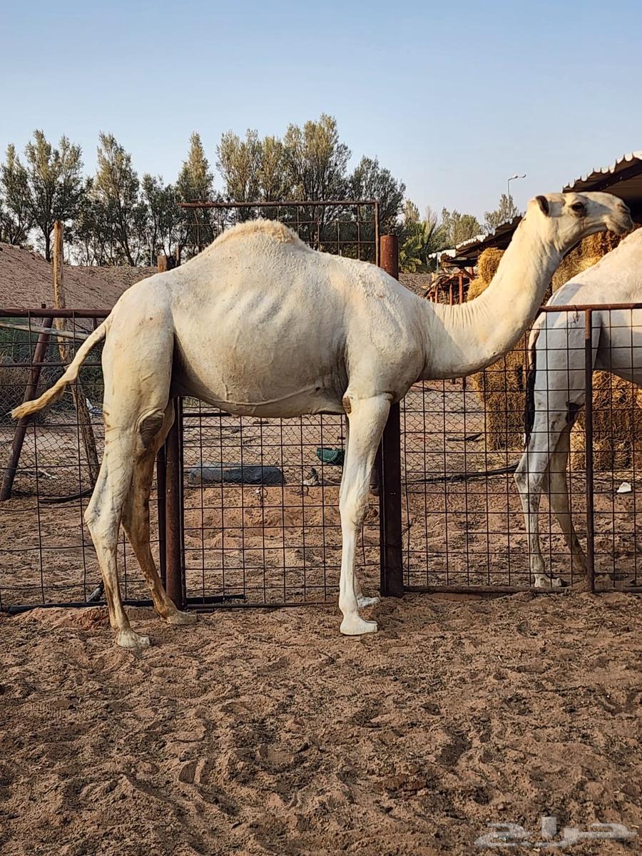 قعود فحل حق يلقي بالشتاء القادم باذن الله64224533905409111
