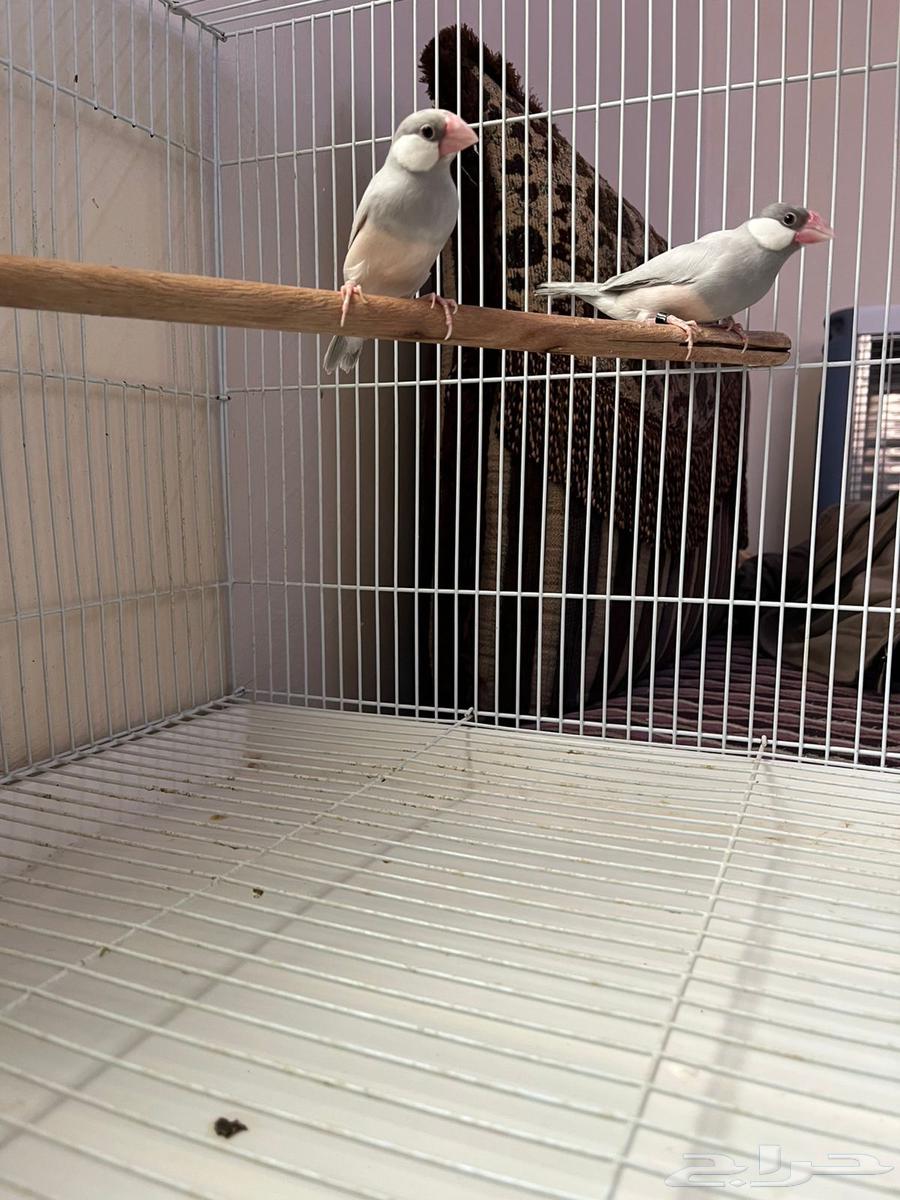 جوزين جاوه64229479139971112