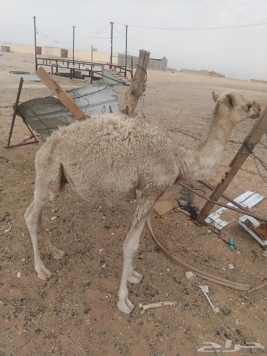 قعود للبيع64219422454913110