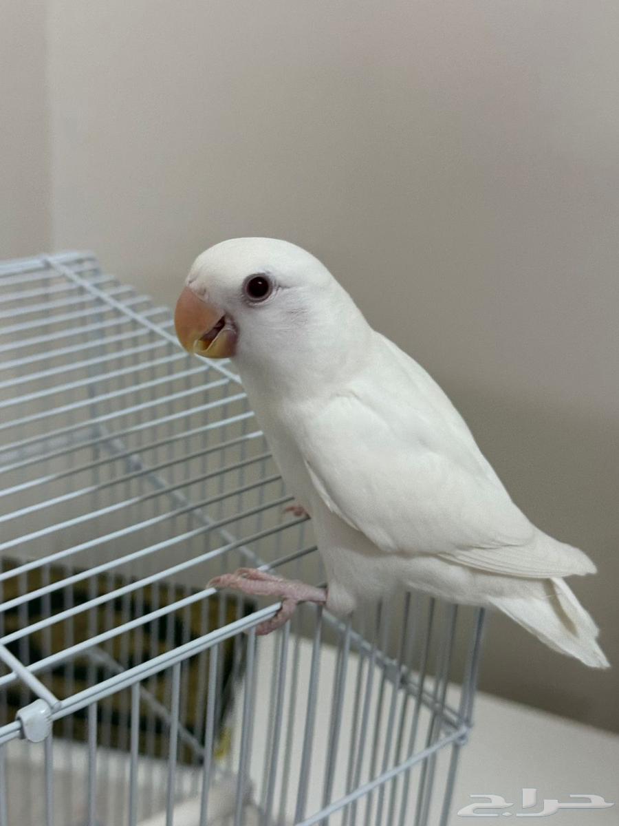 فرخ روز البينو (تم البيع)64225193615234111