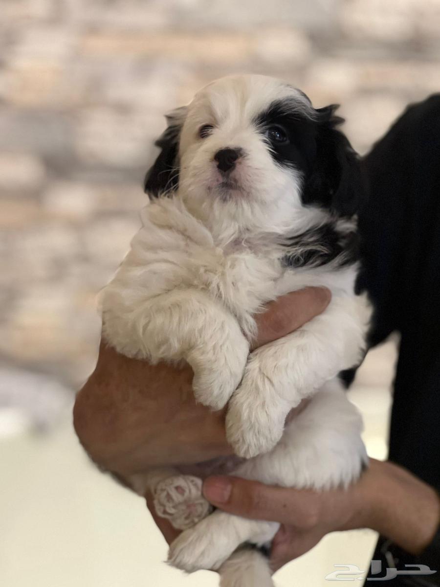 كلبة مالتيز للبيع64216118327427110