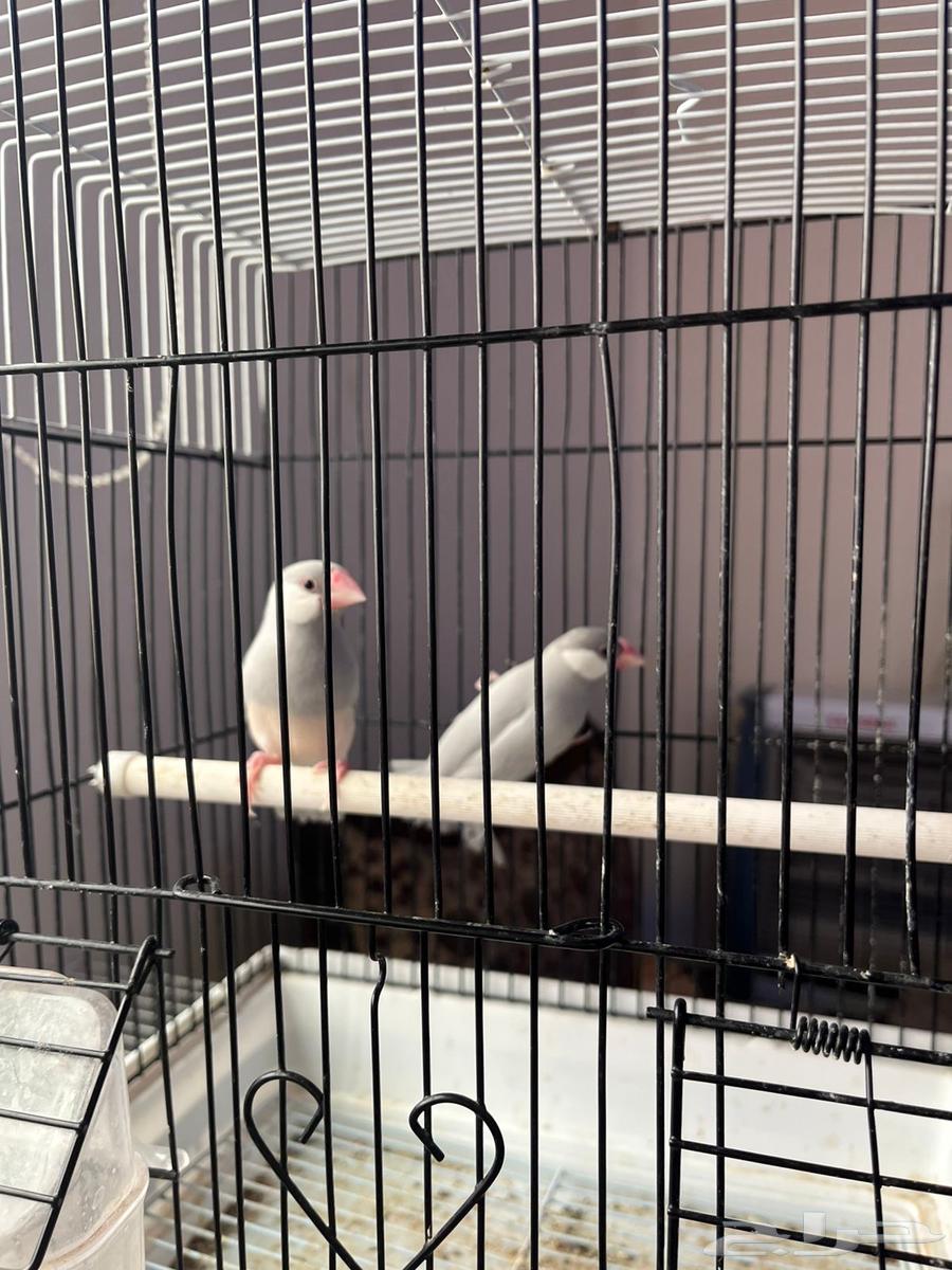 جوزين جاوه64229479139971110