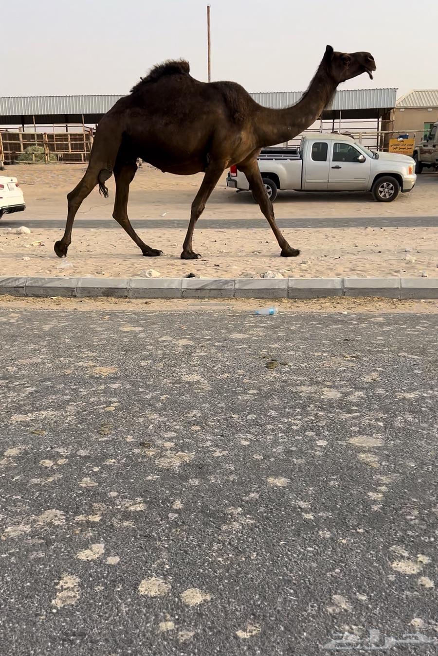 Al-Qa3a or Third64229935267970110