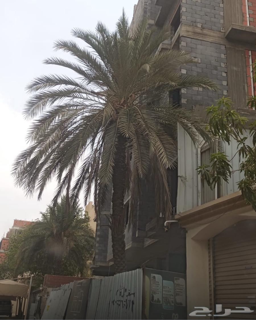 Palm trees for sale64211083998465110