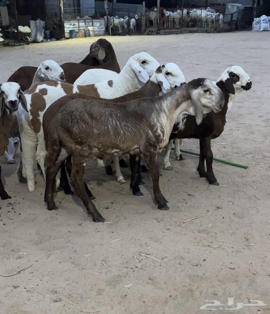 البيع سواكن تيلاد64225774237826110