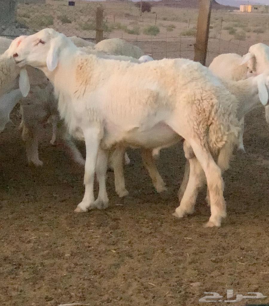 طلي صنف64229104927105110