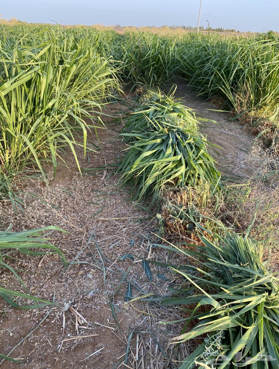 علف اعلاف وشتلات بونيكام اسباني64211294978561113