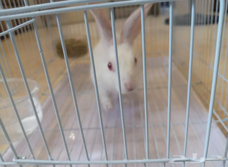 ارنب للبيع64220037385858112