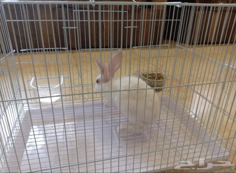 ارنب للبيع64220037385858111