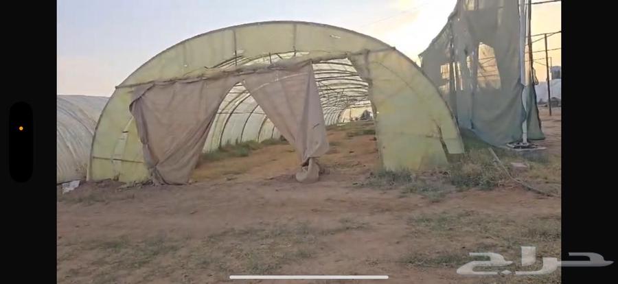 للبيع 4 بيوت محميه مناسبه لاصحاب المشاتل والمزارع64231182273155113