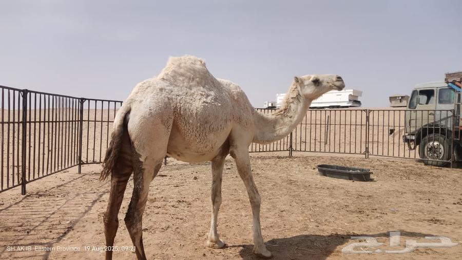 ثنو القحة للبيع64212760227330110