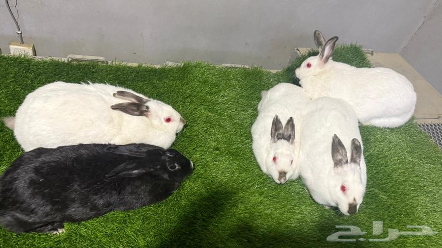 للبيع ارانب تم البيع64231023517185113