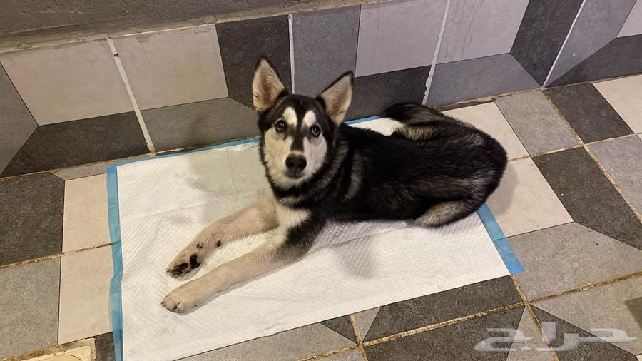 انثى هاسكي جاهزه للتزاوج64219828799874114