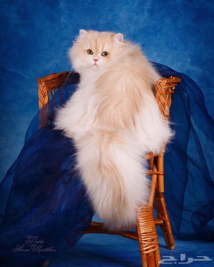 Available Rare Imported Male Scottish Fold Ay12 Strong Color and High Quality64181945543811111