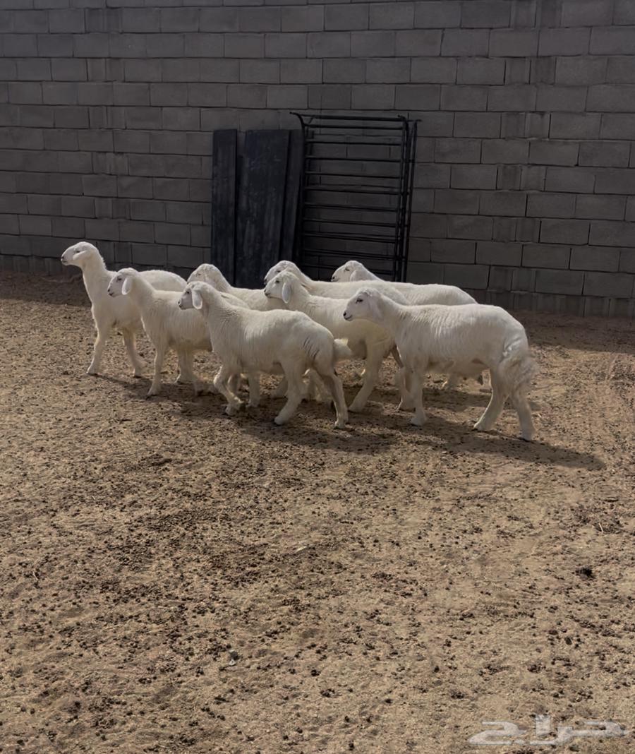 طليان صافي للبيع64211492839043112