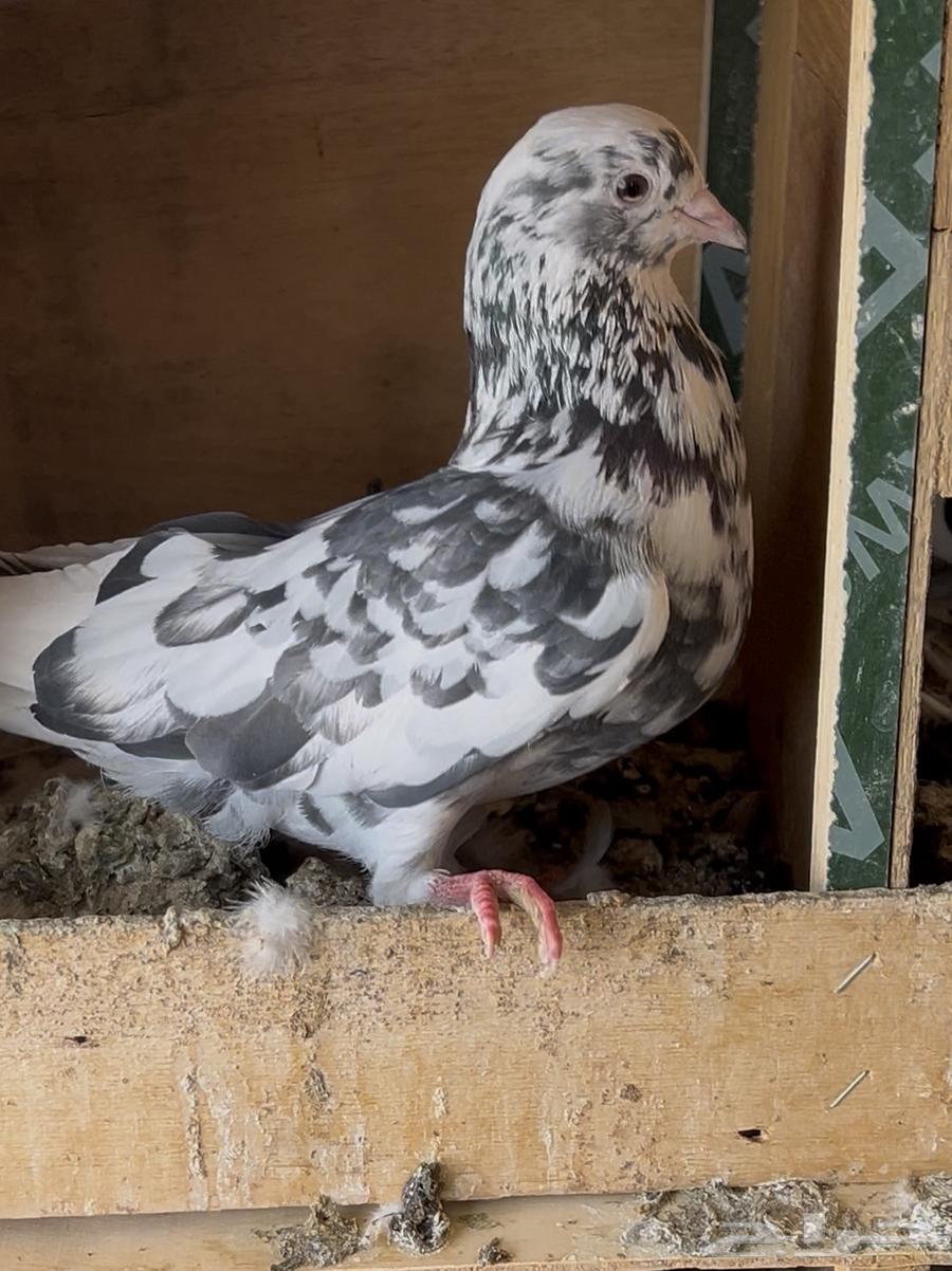 3 اجواز قطايف للبيع64210885425539113