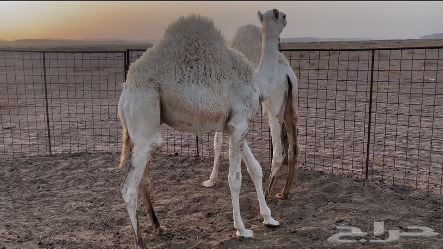 قعود لباني64221909078018111