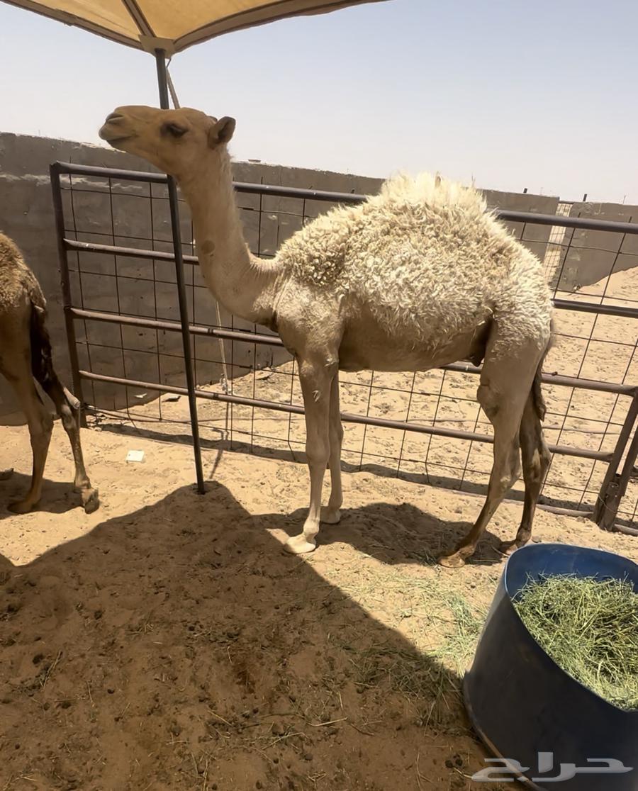 مفاريد وحيران طيبه64220860310273111