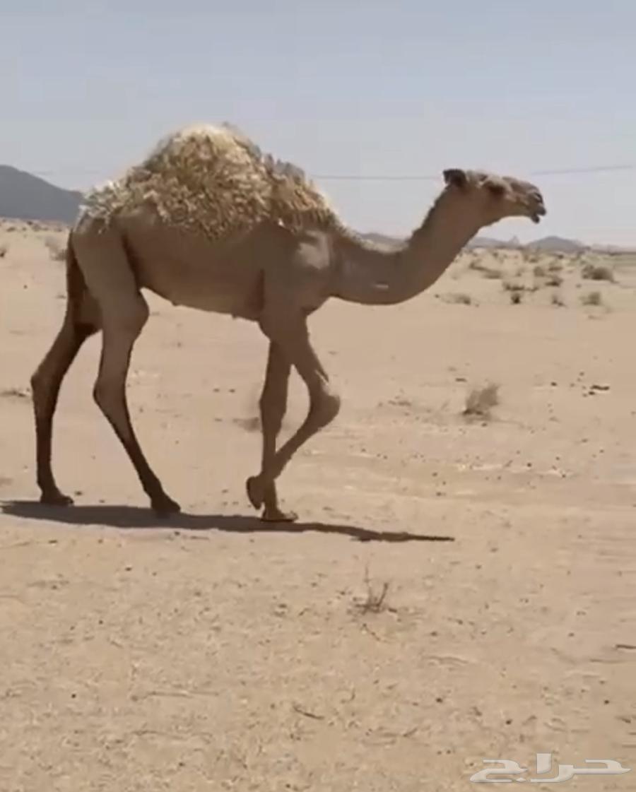 مفاريد وحيران طيبه64220860310273110