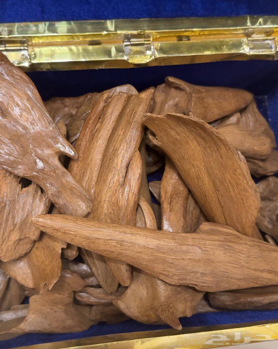 عود مروكي اصقون فاخر64210870159874111