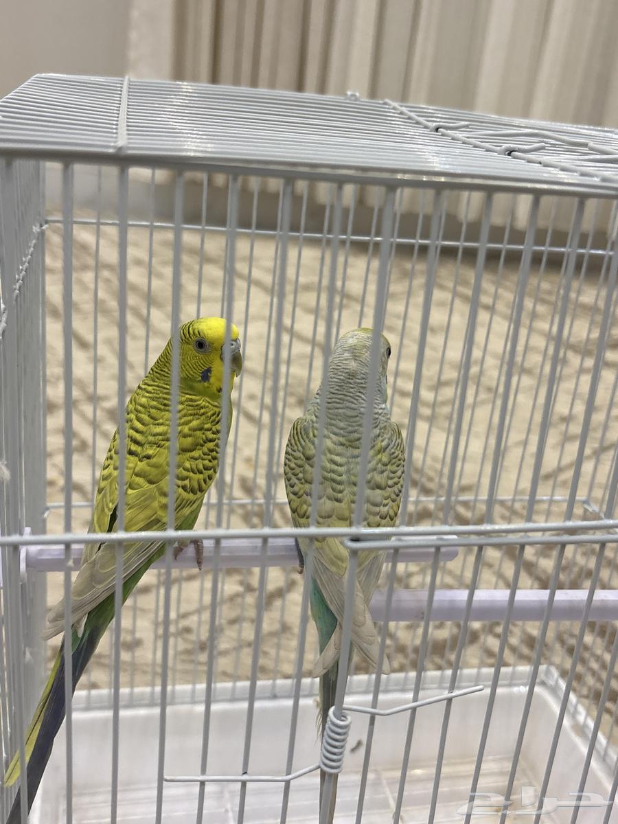 السلام عليكم ورحمة الله وبركاته64204715588866111