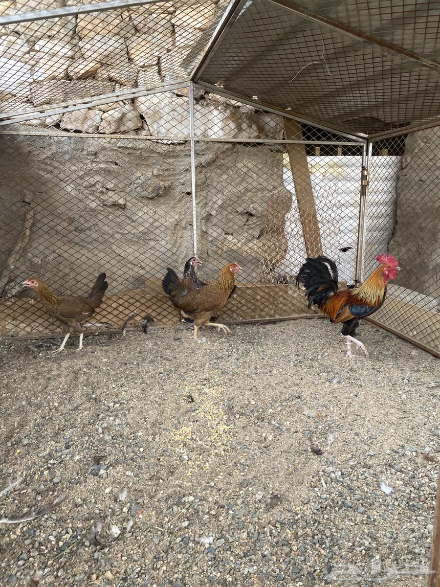 تم البيع64217770611202113