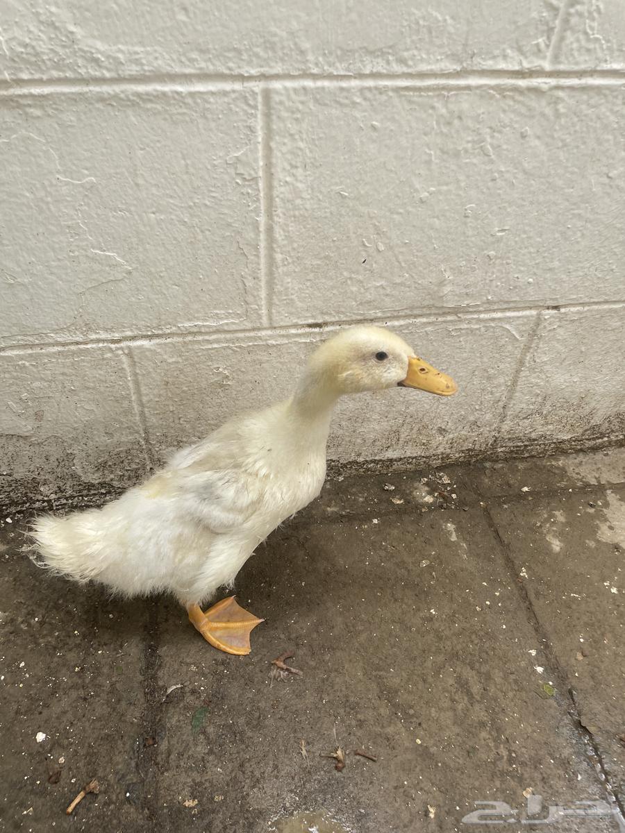 بطه للبيع   ذكر   عمره تقريبا شهرين64214012307969110