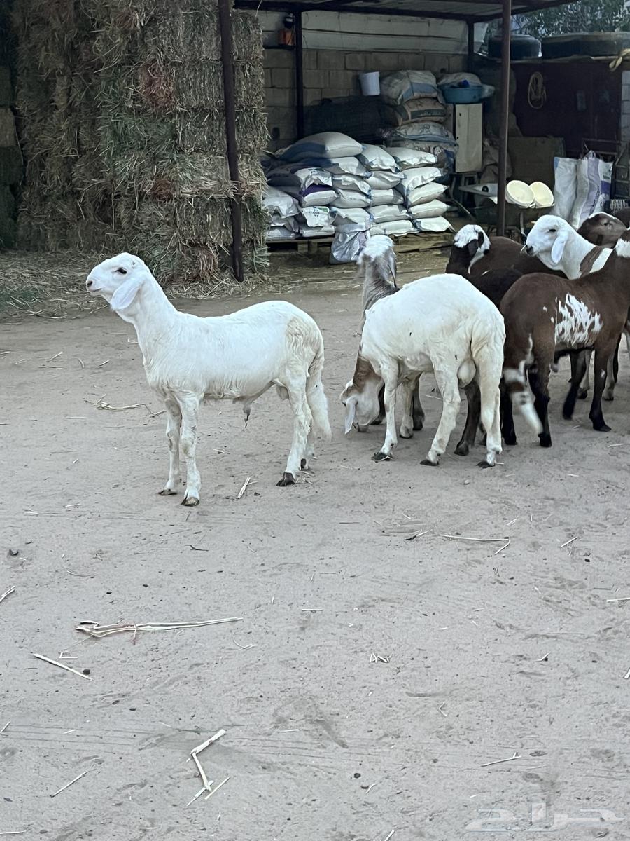 البيع سواكن تيلاد64225774237826112