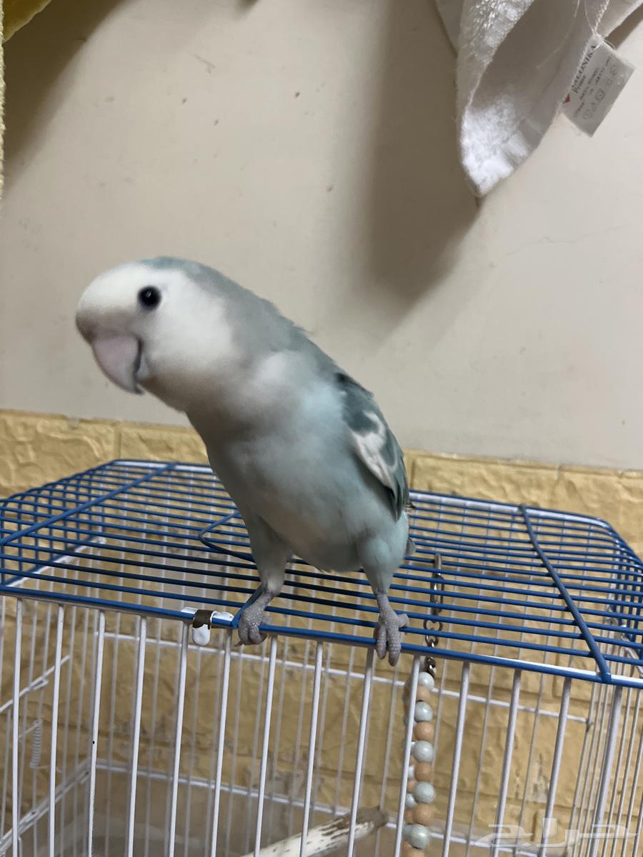 بغبغاء روز64242090563843110