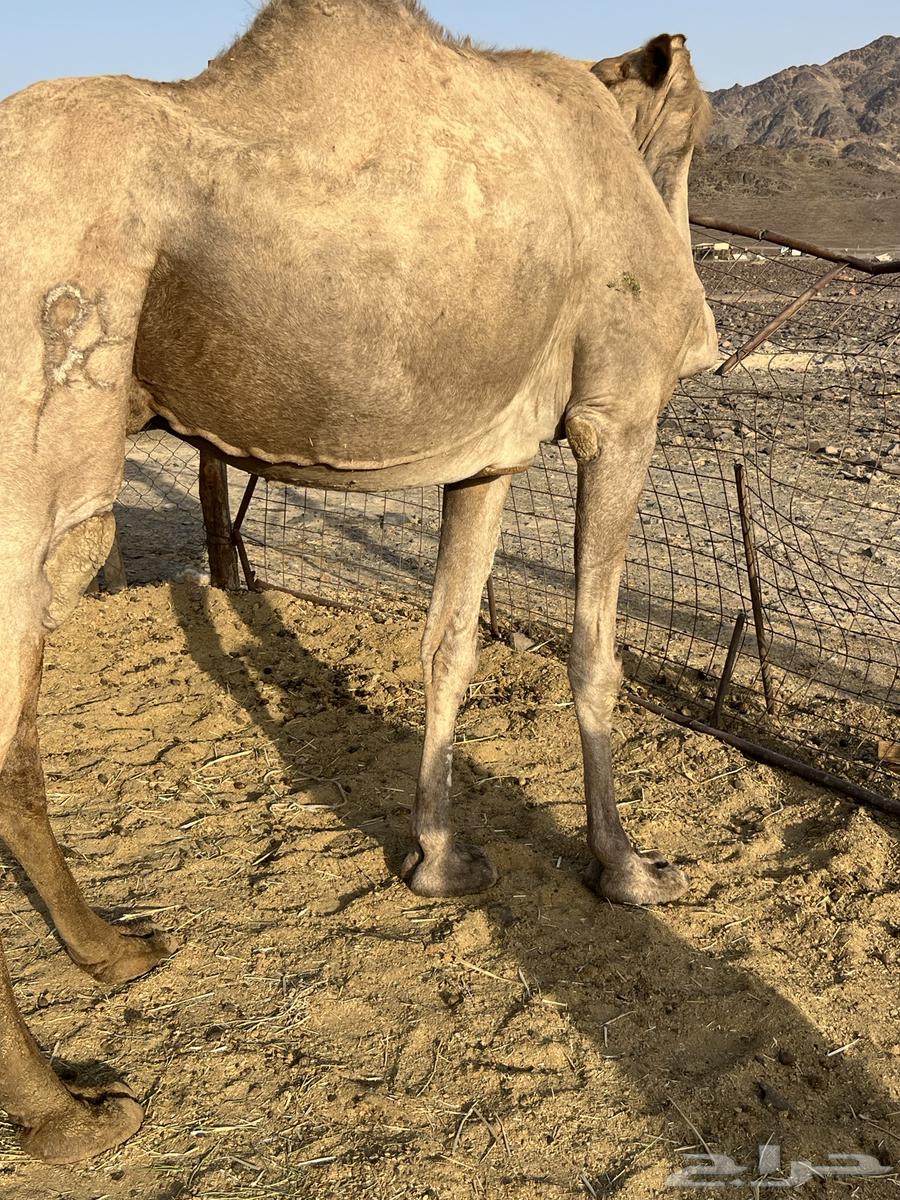 A fine she-camel for 6200, no bargaining64210450466307112