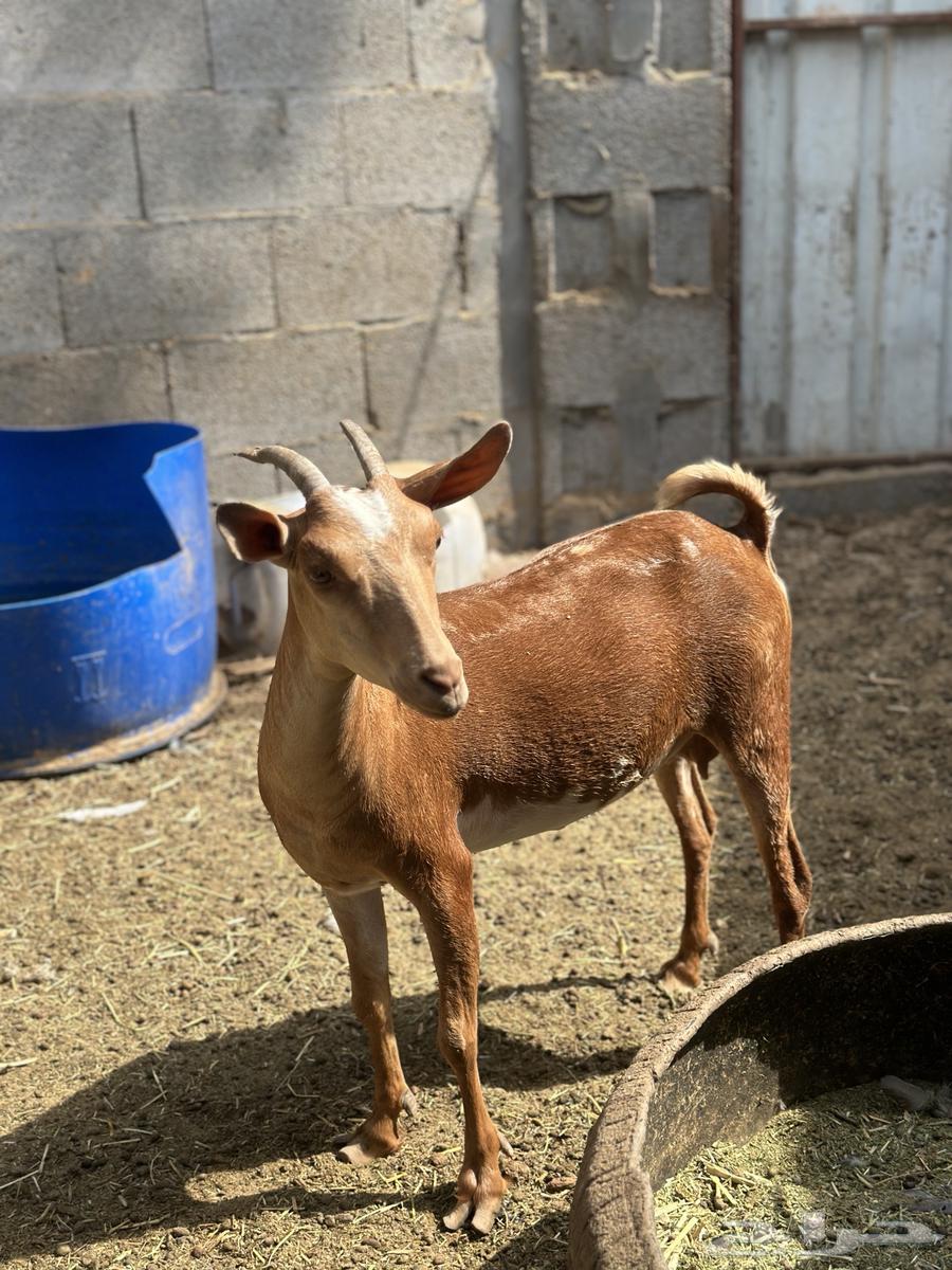 للبيع جنوبيات64211280592130111